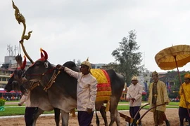 Hoàng thân Norodom Chackravudh làm Vua đi cày trong lễ hội xuống đồng truyền thống của Campuchia năm nay. (Ảnh: Trần Chí Hùng/Vietnam+)