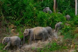 Đàn voi khoảng 10 cá thể ở Đồng Nai đang đứng bên bờ tuyệt chủng. Ảnh minh họa. (Nguồn: Internet) 