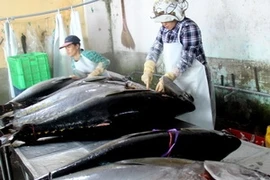 Sơ chế cá ngừ đại dương. (Ảnh minh họa: Thế Lập/TTXVN)