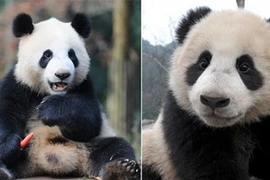 Cặp gấu trúc khổng lồ Kai Kai và Jia Jia. (Nguồn: Internet)