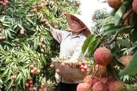 Thu hoạch vải thiều Bắc Giang. (Ảnh: Đình Huệ/TTXVN)