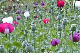 Cây thuốc phiện được trồng tại tỉnh Chiềng Mai, bắc Thái Lan. (Nguồn: EPA/TTXVN)