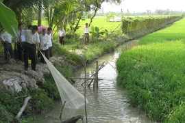Cà Mau mở rộng mô hình sản xuất lúa kết hợp với nuôi cá đồng 