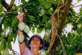 Xoài cát Hòa Lộc đầu vụ tăng giá mạnh, nông dân phấn khởi