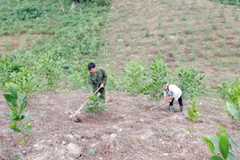 Chủ đầu tư dự án thủy điện tại Phú Yên “chây ỳ” trồng rừng thay thế