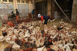 Tăng cường công tác phòng chống cúm gia cầm trên địa bàn tỉnh Phú Thọ. (Ảnh: TTXVN/Vietnam+)