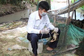 Cán bộ thú y tiêm phòng cho gia cầm. (Ảnh: Hồng Thái/TTXVN)