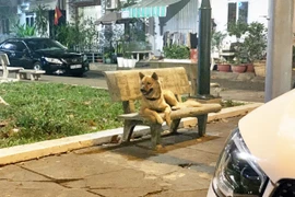 Hà Nội: Nhiều nơi ở huyện Sóc Sơn vẫn còn tiềm ẩn mầm bệnh dại