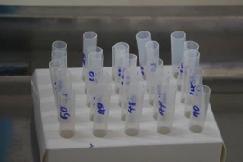 (Ảnh: Bích Huệ/TTXVN)