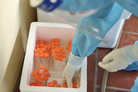 (Ảnh: TTXVN/Vietnam+)