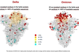 Các nhà khoa học Italy công bố hình ảnh của biến thể Omicron. (Ảnh: Sputnik/ TTXVN)