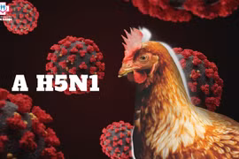 Việt Nam được ghi nhận kiểm soát tốt dịch cúm A/H5N1 trong 10 năm qua