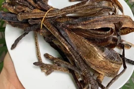 Bộ Y tế chưa cấp phép sản phẩm liên quan giun đất chữa COVID-19 