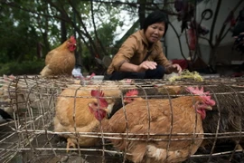 Ảnh minh họa. (Nguồn: AFP/TTXVN)