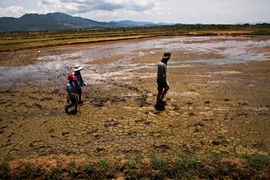 (Ảnh: Trọng Đạt/TTXVN)