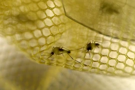 (Nguồn: AFP/TTXVN)