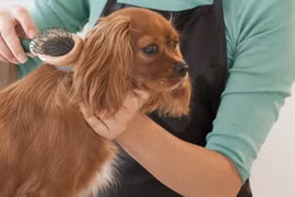 Ảnh minh họa. (Nguồn: petsbeauty-salon.co.uk)