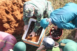 (Ảnh minh họa. Đặng Tuấn/TTXVN)