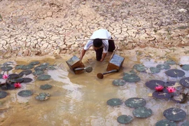 (Ảnh minh họa. Duy Khương/TTXVN)