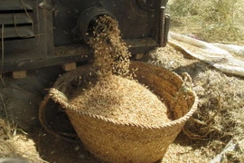 Hạt lúa được tuôn vào giỏ trong mùa gặt hàng năm ở Iran. (Nguồn: AFP/TTXVN)