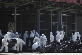 Tiêu hủy gia cầm tại Hong Kong. (Nguồn: AFP/TTXVN)