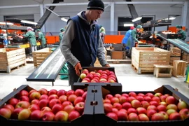 Ảnh minh họa. (Nguồn: AFP/TTXVN)