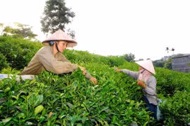 Thu hoạch chè búp tươi tại huyện Đồng Hỷ, Thái Nguyên. (Ảnh: Hồng Kỳ/TTXVN)
