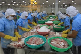 Chế biến cá tra phi lê xuất khẩu. (Ảnh: Vũ Sinh/TTXVN)