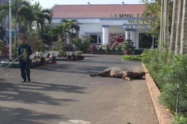 (Ảnh: Nguyễn Dũng/TTXVN)