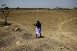 Những cánh đồng bị bỏ hoang do thiếu nước và thời tiết nắng nóng kéo dài tại khu vực Shankargarh, Ấn Độ. (Nguồn: AFP/TTXVN)