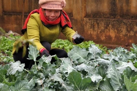 (Ảnh minh họa. Quốc Hùng/TTXVN)