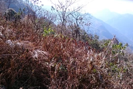 (Ảnh minh họa. Nguyễn Duy/TTXVN)