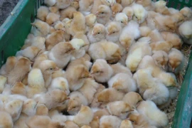 (Ảnh minh họa. Nguyễn Hoàng/TTXVN)