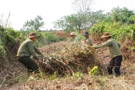 Phát quang bụi rậm, thu gom thực bì để đè phòng nguy cơ cháy. (Ảnh minh họa. Dương Giang/TTXVN)