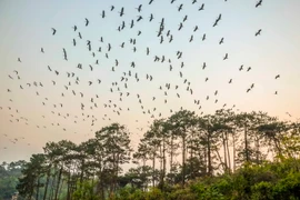 (Ảnh minh họa. Xuân Tư/TTXVN)