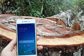 Một cây cổ thụ bị chặt hạ tại lâm phần của Công ty Trách nhiệm hữu hạn Một thành viên Lâm nghiệp Đắk Tô, tỉnh Kon Tum. (Ảnh: Hùng Võ/Vietnam+)