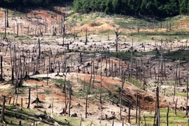 Một góc khu 'nghĩa địa rừng tự nhiên' dưới đáy lòng hồ thủy điện Khe Diên. (Ảnh: Hùng Võ/Vietnam+)