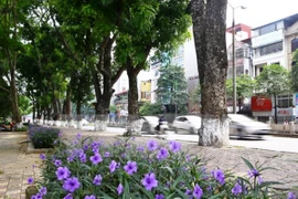 Ảnh minh họa. (Nguồn: TTXVN) 