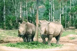 Ảnh chỉ có tính minh họa. (Nguồn: Hùng Võ/Vietnam+) 