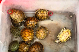 Người dân rao bán rùa tai đỏ ngay trước cổng chùa Trấn Quốc. (Ảnh: H.V/Vietnam+)