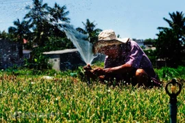 Ảnh minh họa. (Nguồn: Vietnam+) 