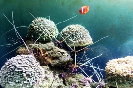 Ảnh minh họa. (Nguồn: TTXVN) 