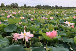Cánh đồng sen tại xã Láng Biển, huyện Tháp Mười. (Ảnh: Nhựt An/TTXVN)