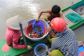 Người dân vùng đầu nguồn của tỉnh Đồng Tháp tranh thủ bắt cá trong những ngày cá từ đồng ruộng bơi ra các nhánh sông. (Ảnh: Nhựt An/TTXVN)