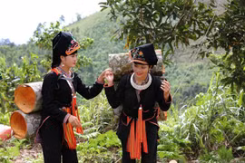 Mùa thu hoạch quế của người Dao huyện Văn Yên. (Ảnh: TTXVN phát)