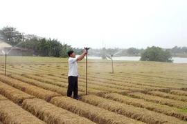 Anh Nguyễn Văn Linh sử dụng hệ thống tưới nước tự động để chăm sóc cây trồng. (Ảnh: Đinh Văn Nhiều/TTXVN)
