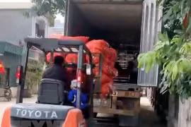 Vận chuyển cà rốt lên xe container đưa đi tiêu thụ tại huyện Cẩm Giàng. (Ảnh: Mạnh Tú/TTXVN)