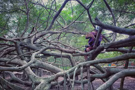 [Photo] Giàn Gừa trăm tuổi hình thù kỳ quái ở miền Tây sông nước