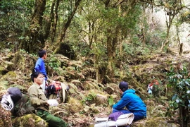 [Photo] Đỉnh Tả Liên: Khu rừng nguyên sinh đẹp độc đáo đầy ma mị