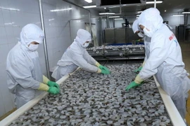 Chế biến tôm xuất khẩu tại nhà máy của Công ty Cổ phần thủy sản Hậu Giang (thuộc Công ty Cổ phần Tập đoàn thủy sản Minh Phú), tại KCN Nam sông Hậu, thành phố Cần Thơ. (Ảnh: Vũ Sinh/TTXVN)